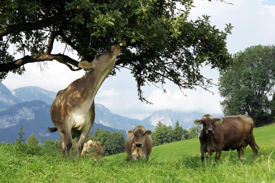 Pension Glitschnerhof Aigen im Ennstal Exteriér fotografie