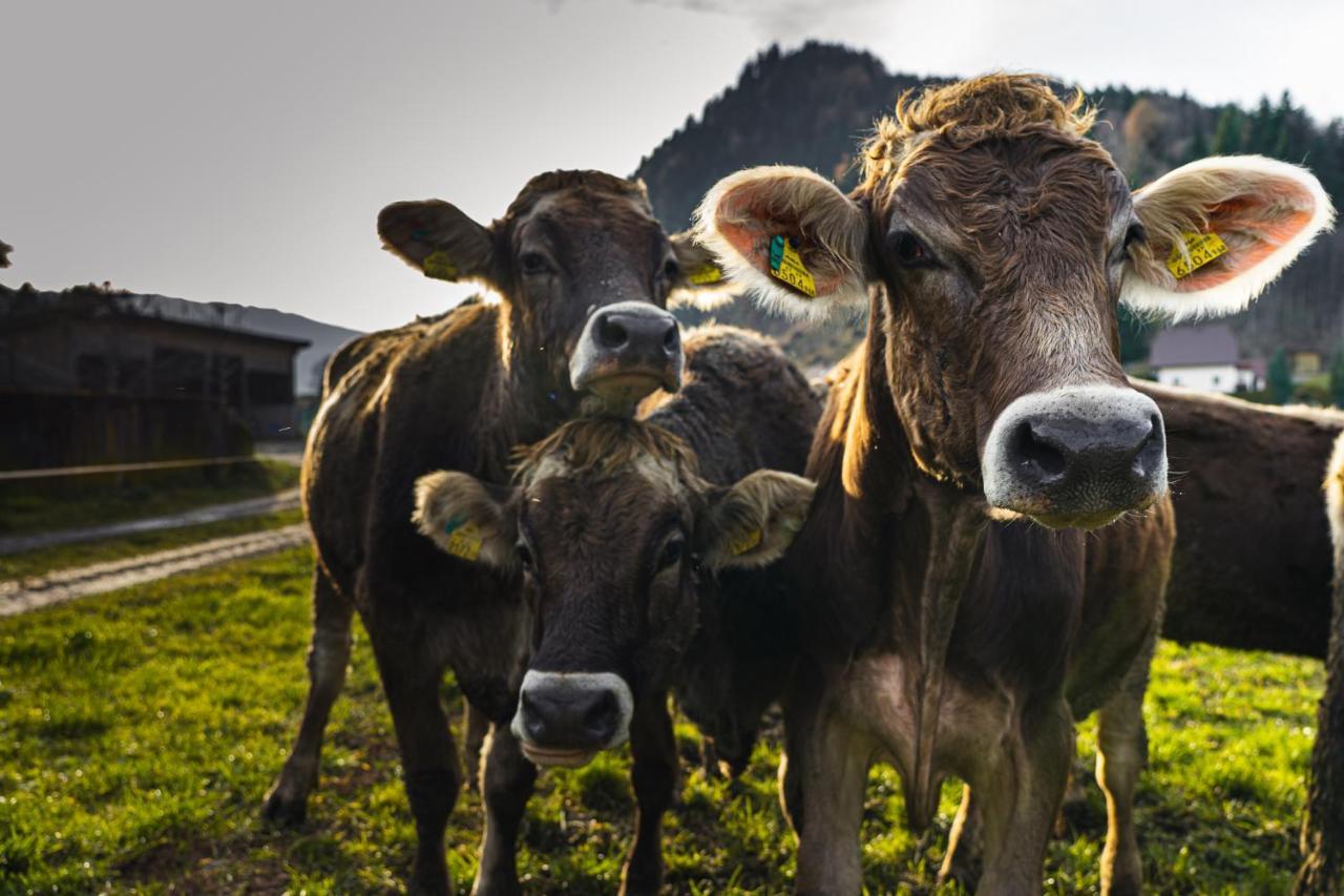 Pension Glitschnerhof Aigen im Ennstal Exteriér fotografie